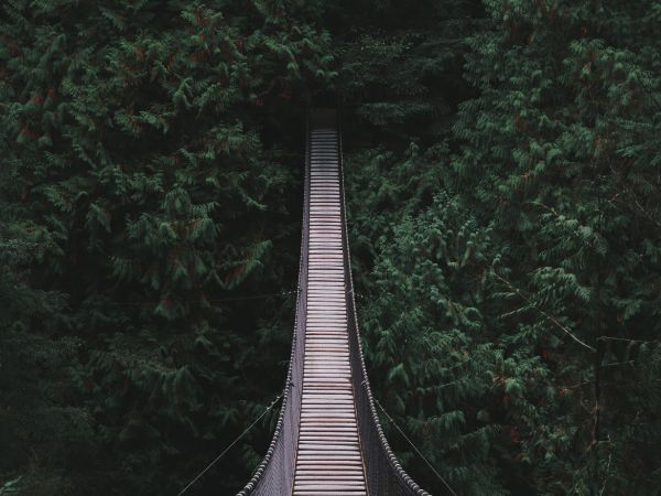 Eine Holzbrücke führt in den Dschungel